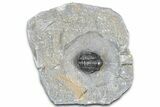 Detailed Gerastos Trilobite Fossil - Morocco #363961-3